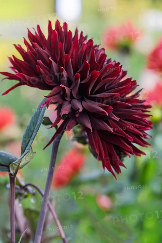 Dahlia (Dahlia), dark red, MÃ¼nsterland, North Rhine-Westphalia, Germany