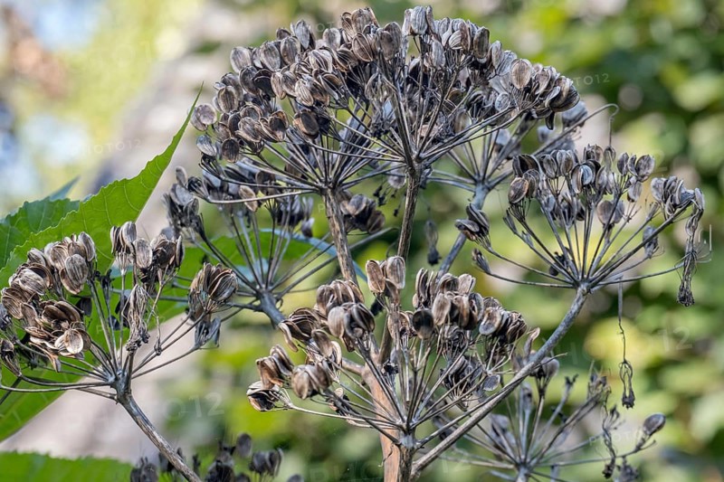 Giant fennel (Ferula communis), Samenstand, MÃ¼nsterland, North Rhine-Westphalia, Germany