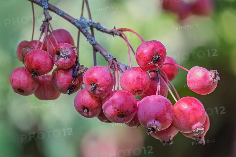 Ornamental apple (Malus spec.), Fruits, MÃ¼nsterland, North Rhine-Westphalia, Germany