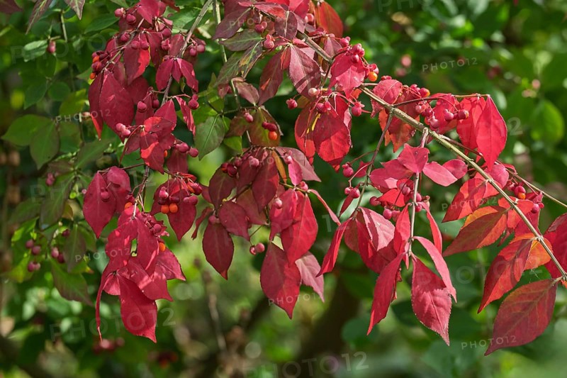 Common spindle bush (Euonymus europaeus), MÃ¼nsterland, North Rhine-Westphalia, Germany