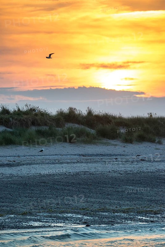 Sunset with flying and sitting herring gull (Larus fuscus), bright orange sky, calm, soft light, twilight, waves, wet beach at low tide, gentle dunes, atmospheric, relaxed atmosphere, reflecting light on water, reflection, warm and cool tones, yellow, gold, blue, gray, clouds, evening, shade, sandy beach, sand, shore, nobody, maritime, sea, surf, swell Sail, Aade Bay, North Sea, Dune Island, Heligoland, Pinneberg District, Schleswig-Holstein, Germany