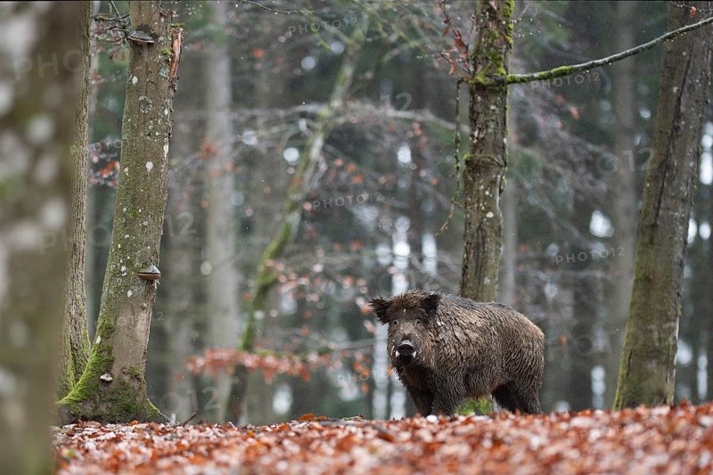 Strong boar in rain, Daun, Rhineland-Palatinate, Germany