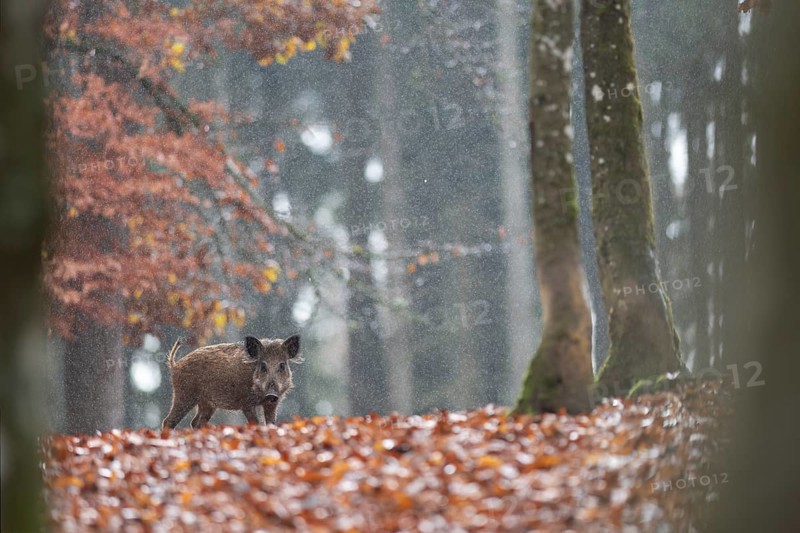 Wild boar newbie in the rain, Daun, Rhineland-Palatinate, Germany