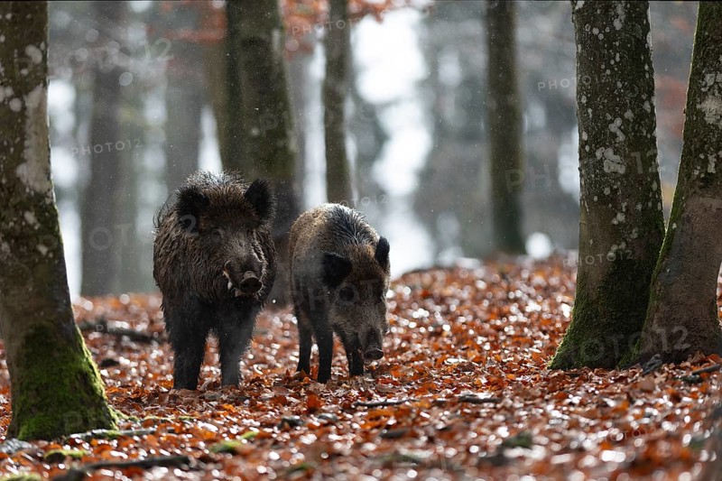 Strong wild boar boar with stream in rain, Daun, Rhineland-Palatinate, Germany