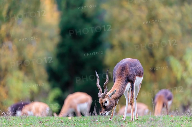 A male blackbuck (Antilope cervicapra) grazes on a green meadow on a cloudy day. Some females can be seen in the background. India, Pakistan, Bangladesh