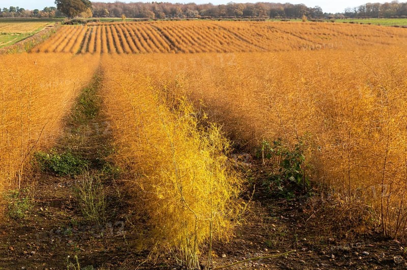 Brown dried ferns of asparagus plants, Asparagus officinalis, growing in rows in field, Wantisden, Suffolk, England, UK