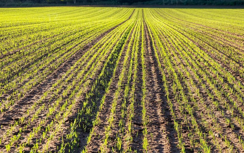Green shoots of winter cereal crop growing in field, Shottisham, Suffolk, England, UK