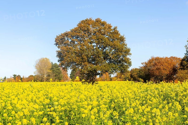 Yellow blossom of oil seed rape plant, Brassica napus, growing next took tree in autumn, Wantisden, Suffolk, England, UK