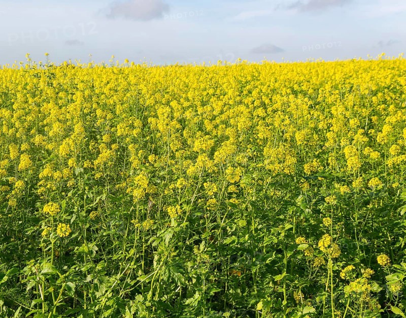 Yellow blossom of oil seed rape plant, Brassica napus, growing on hillside in field, Wantisden, Suffolk, England, UK