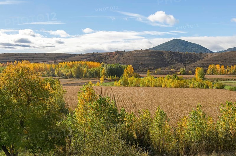 Autumn leaves on trees in Rio Guadalaviar river valley, Gea de AlbarracÃ­n, Sierra de AlbarracÃ­n, Teruel province, Aragon, Spain