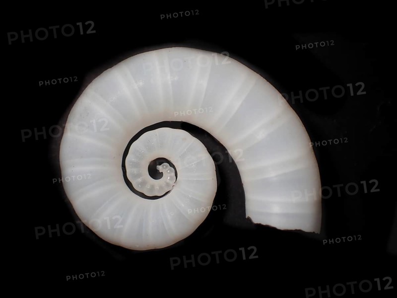 Posthorn squid (Spirula spirula), Spirulidae family, sinuous housing that is inside the body and is full of air chambers, is used for buoyancy, Phragmocon, Caribbean, Barbados