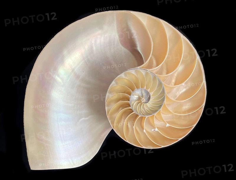 Pearl boat (Nautilus pompilius), Nautilidae family, interior view of the bowl, phragmocon, spiral, air-filled chambers with the help of which the Nautilus tars, living chamber, Philippines