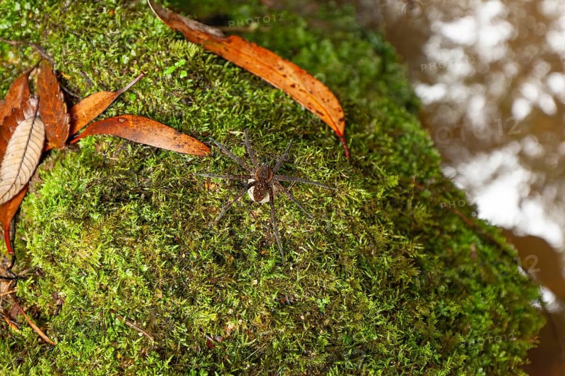 Female spider, giant crab spider, with large white cocoon in the Blue Mountains, New South Wales, Australia