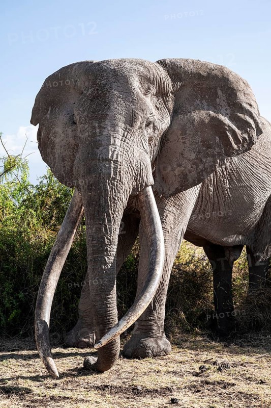 Animal portrait, African elephant (Loxodonta africana), the famous Super Tusker elephant Craig, old male with long tusks, Kajiado County, Kenya