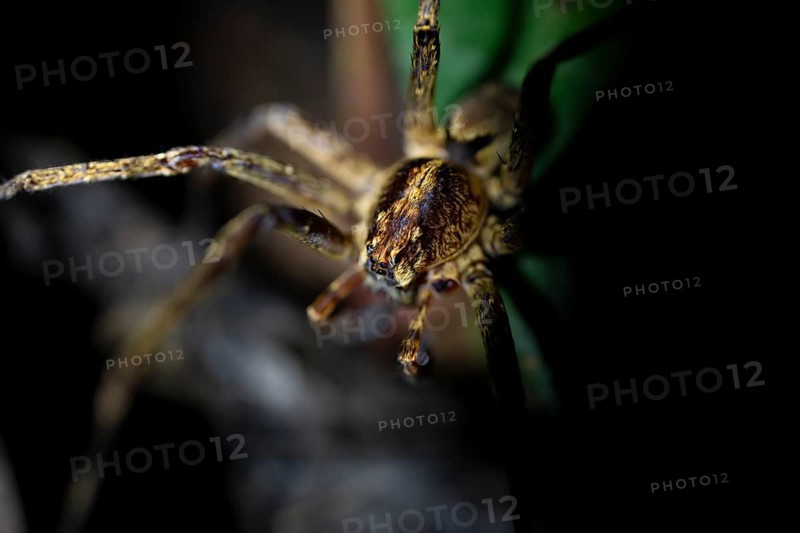 Night view of scary wolf spider (Lycosidae) in the jungle, Amani Nature Forest Reserve, Eastern Usambara Mountains, Tanga, Tanzania