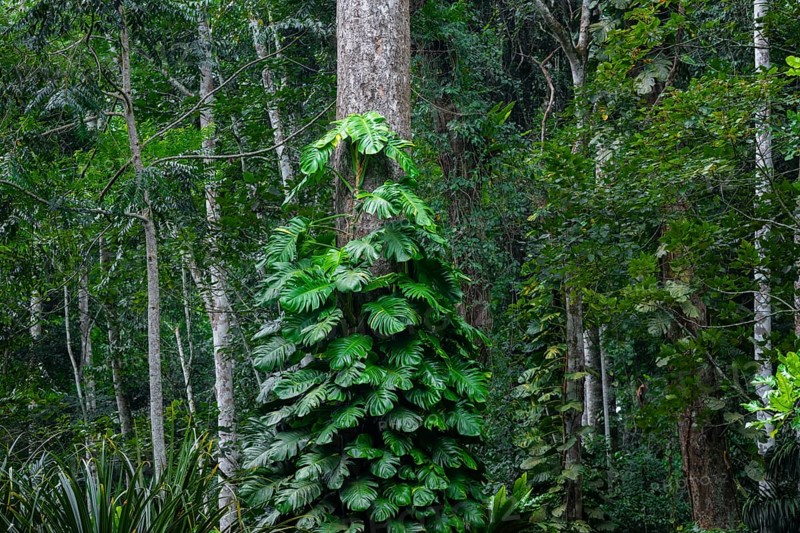Overgrown tree in jungle, Amani Nature Forest Reserve, Eastern Usambara Mountains, Tanga, Tanzania