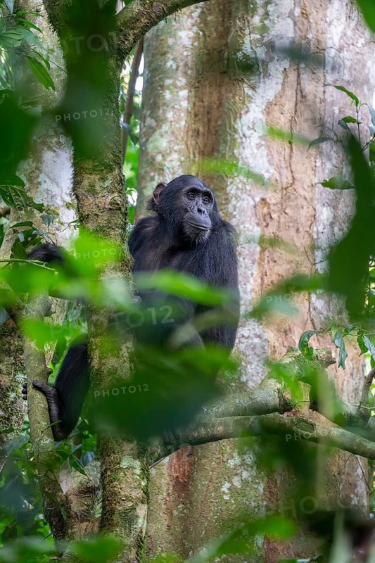 Chimpanzee (Pan Troglodytes), adult male in tree, jungle, Murchison Falls National Park, Uganda
