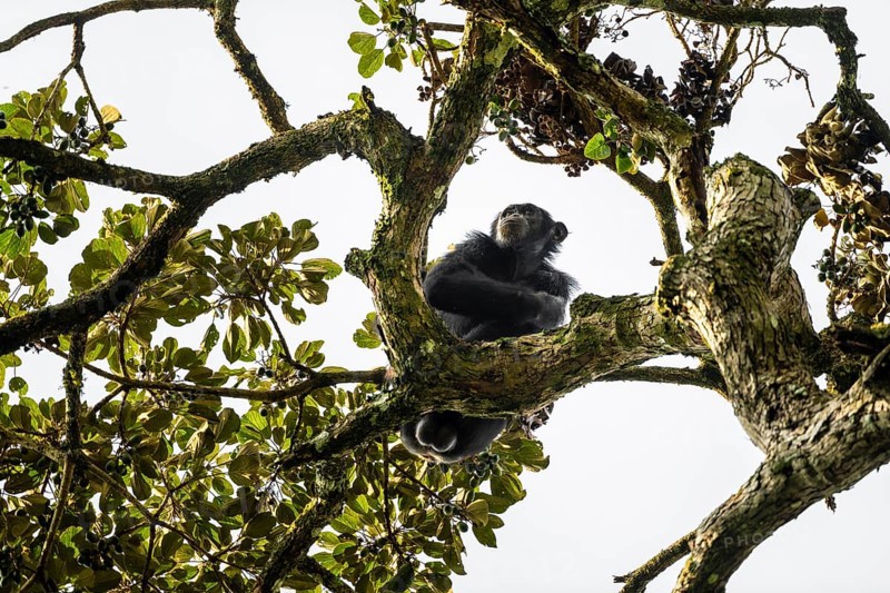 Chimpanzee (Pan Troglodytes), adult male feeding in the treetop in the jungle, Murchison Falls National Park, Uganda