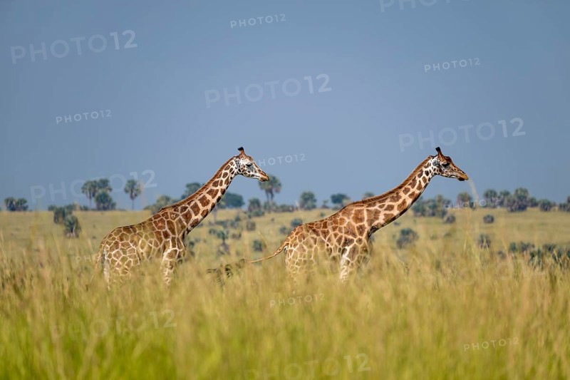 Rothschild giraffes in Murchison Falls National Park, Uganda
