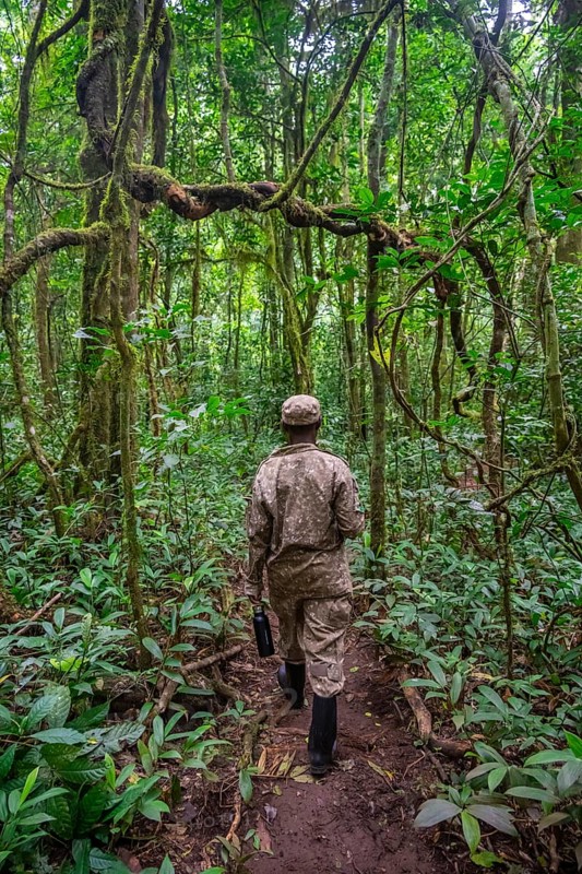 Ranger running in the jungle, Kibale National Park, Uganda