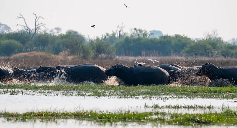 Herd of hippos (Hippopotamus amphibius) run into the water, Okavango Delta, Botswana