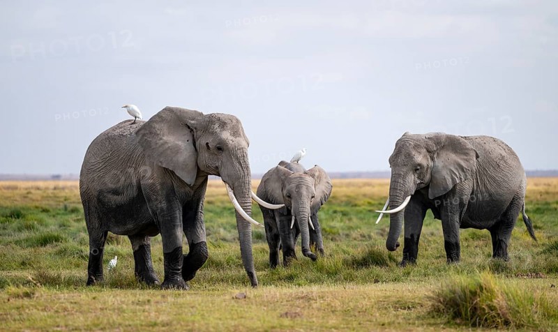 African elephant (Loxodonta africana) with heron on its back, Amboseli National Park, Rift Valley Province, Kenya