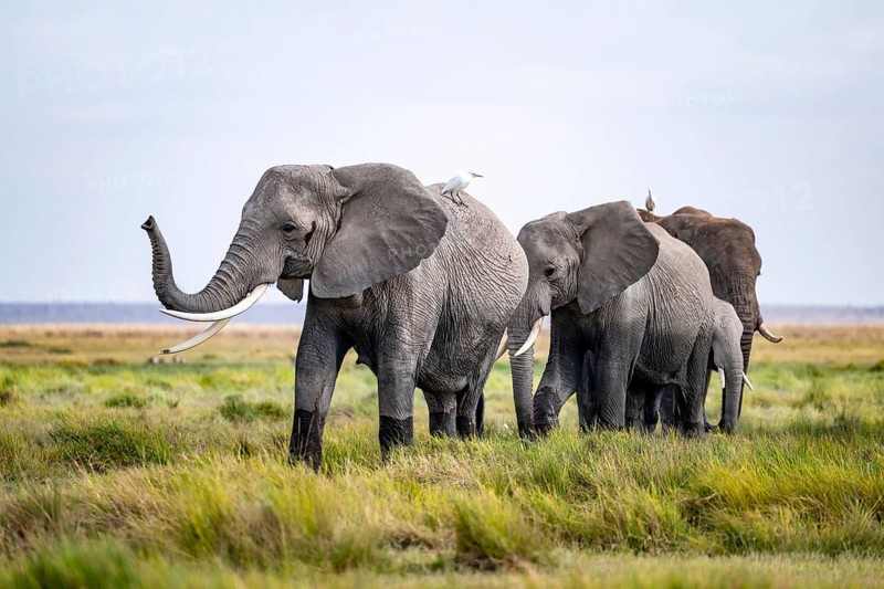 African elephant (Loxodonta africana) kills, heron on the back, Amboseli National Park, Rift Valley Province, Kenya