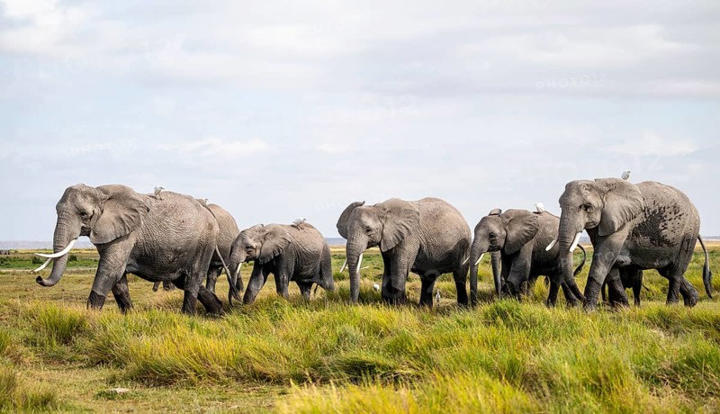 Animal Herd, African Elephant (Loxodonta africana), Amboseli National Park, Rift Valley Province, Kenya