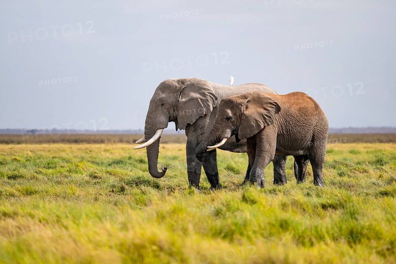 Two African elephants (Loxodonta africana), Amboseli National Park, Rift Valley Province, Kenya