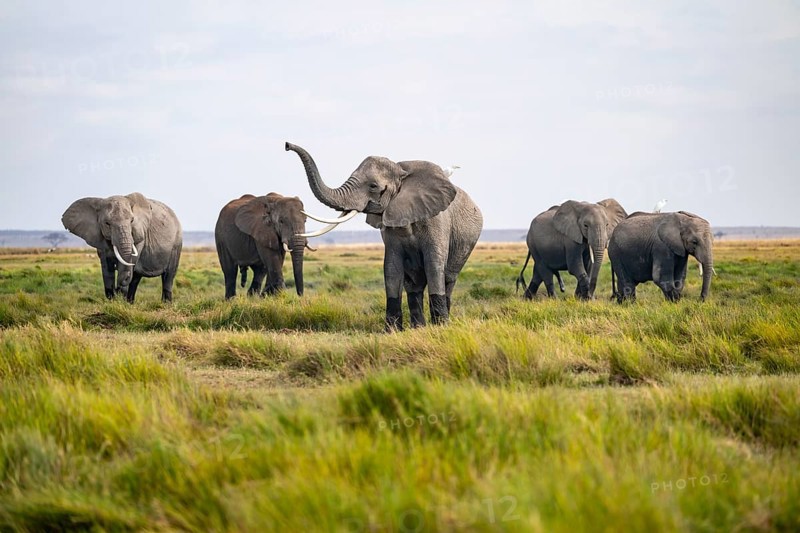 Herd, African elephant (Loxodonta africana) killing, heron on the back, Amboseli National Park, Rift Valley Province, Kenya