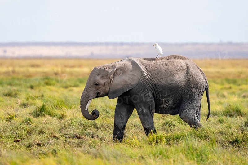Young animal with bird on its back, African elephant (Loxodonta africana), Amboseli National Park, Rift Valley Province, Kenya