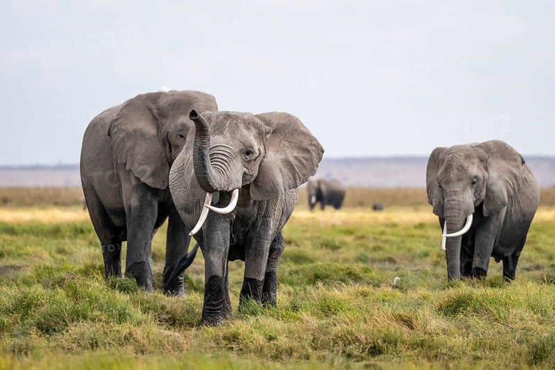 African elephant (Loxodonta africana), herd of young animals in Amboseli National Park, Rift Valley Province, Kenya