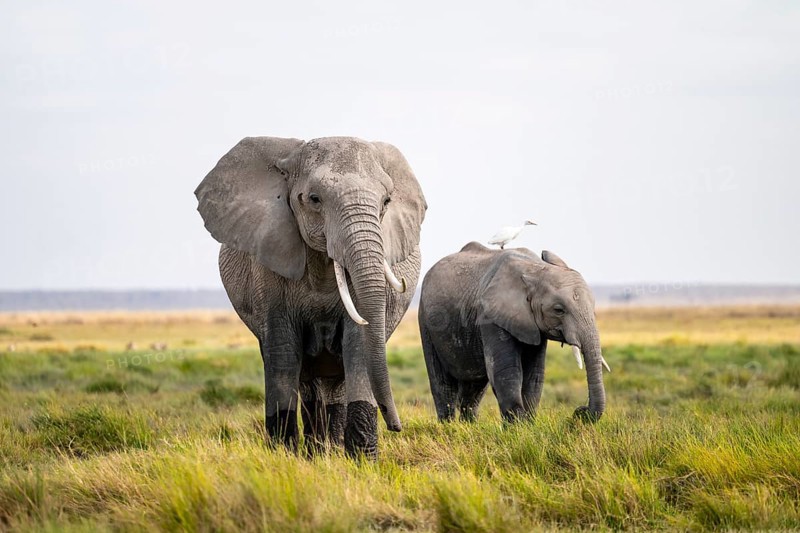 African elephant (Loxodonta africana), cow heron on the back, Amboseli National Park, Rift Valley Province, Kenya