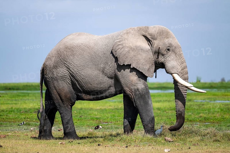 Big male, African elephant (Loxodonta africana), Amboseli National Park, Rift Valley Province, Kenya
