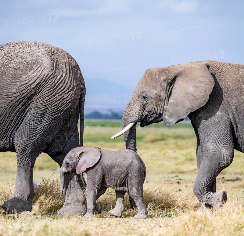 African elephant (Loxodonta africana) with baby, young and dam, Amboseli National Park, Rift Valley Province, Kenya