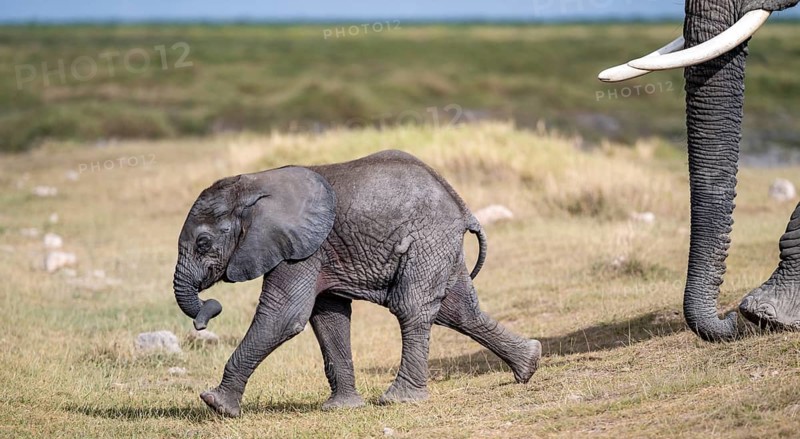 African elephant (Loxodonta africana), baby, young animal, Amboseli National Park, Rift Valley Province, Kenya
