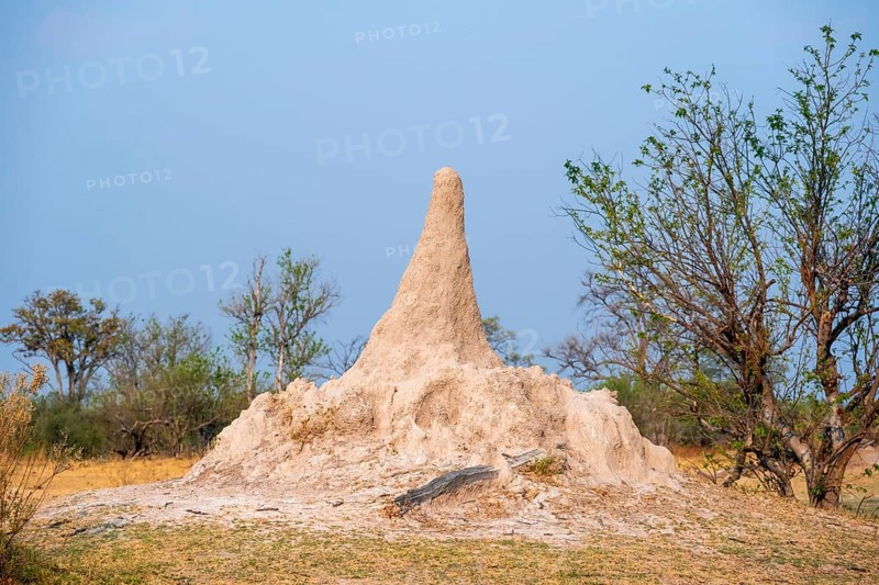 Large termite hill, Moremi Game Reserve, Botswana