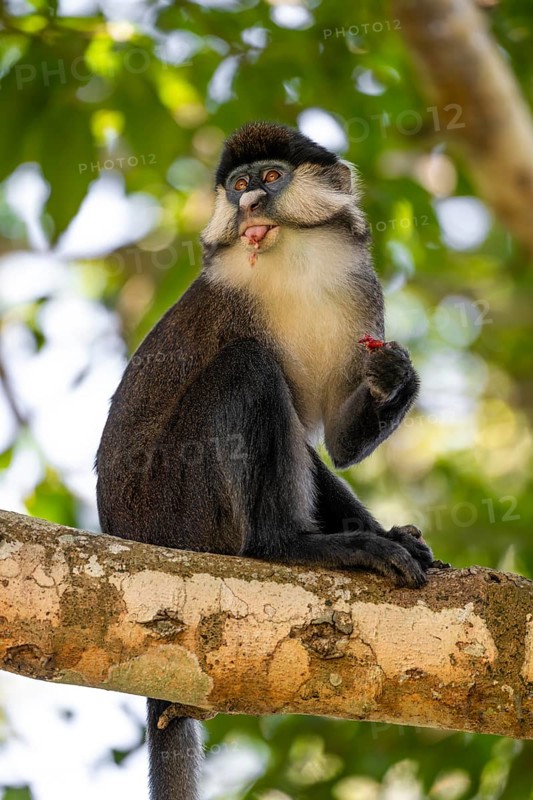 Red-tailed monkeys or Congo white-nosed monkeys (Cercopithecus ascanius schmidti), Kibale National Park, Uganda