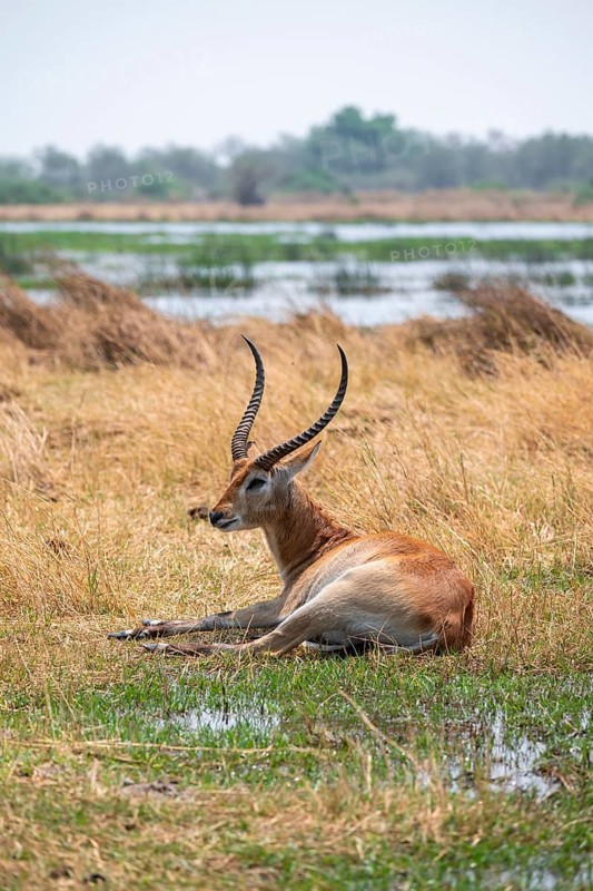 Letschwe or litchi bog antelope (Kobus leche), adult male, in tall dry grass, Okavango Delta, Moremi Game Reserve, Botswana