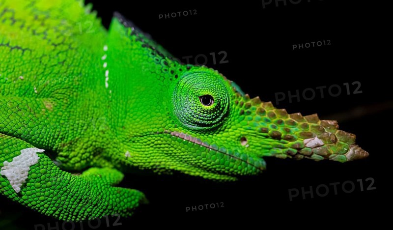 Animal portrait, squishy bihorned chameleon (Kinyongia matschiei), adult male, chameleon on a branch at night, Amani Nature Forest Reserve, Eastern Usambara Mountains, Tanga, Tanzania