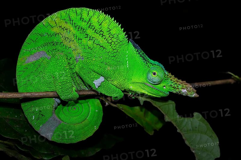 Squishy bihorn chameleon (Kinyongia matschiei), adult male, chameleon on a branch at night, Amani Nature Forest Reserve, Eastern Usambara Mountains, Tanga, Tanzania