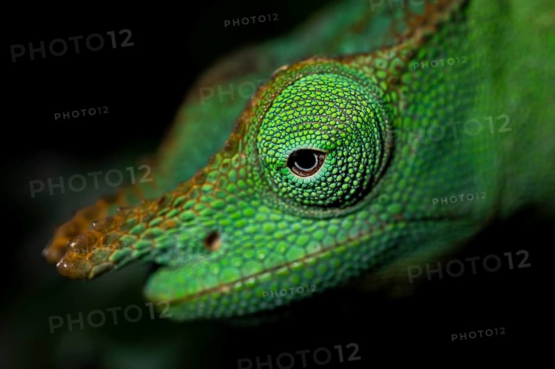 Animal portrait, squishy bihorned chameleon (Kinyongia matschiei), juvenile male, chameleon on a leaf at night, Amani Nature Forest Reserve, Eastern Usambara Mountains, Tanga, Tanzania
