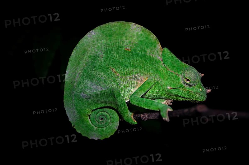 Usambara three-horned chameleon (Trioceros deremensis), chameleon on a branch at night, Amani Nature Forest Reserve, Eastern Usambara Mountains, Tanga, Tanzania