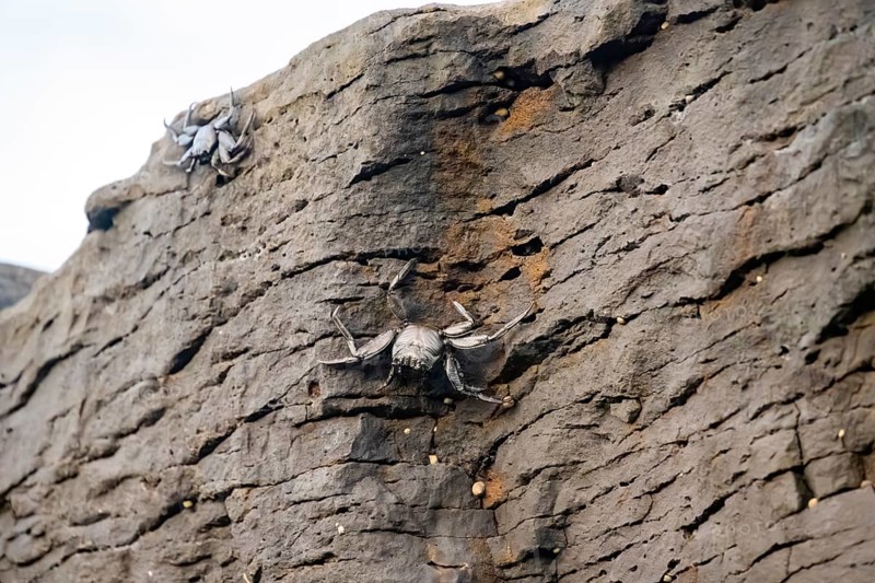 Red rock crabs (Grapsus adscensionis), black cubs on a volcanic rock, coast, La Santa, Lanzarote, Canary Islands, Spain