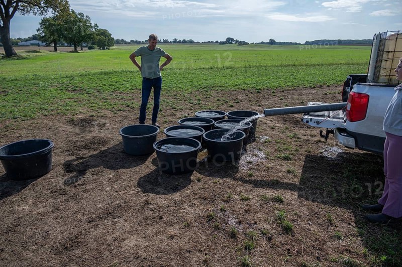 Shepherd and his daughter fill water tubs from a pickup truck for sheep in the pasture, Mecklenburg-Western Pomerania, Germany