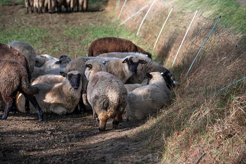 Black-headed sheep (Ovis gmelini aries) graze close to a pasture fence, Mecklenburg-Western Pomerania, Germany