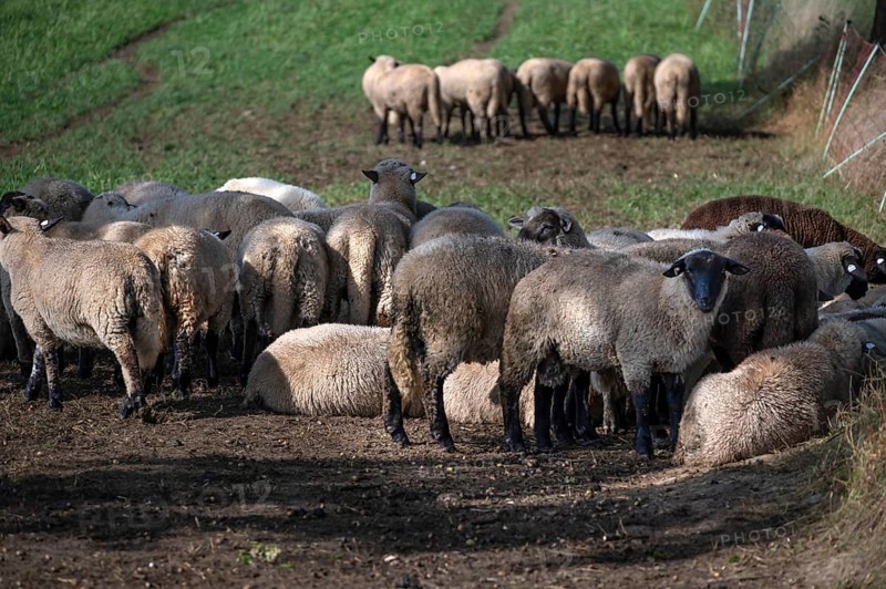 Black-headed sheep (Ovis gmelini aries) graze close to a road separated by a pasture fence, Mecklenburg-Western Pomerania, Germany