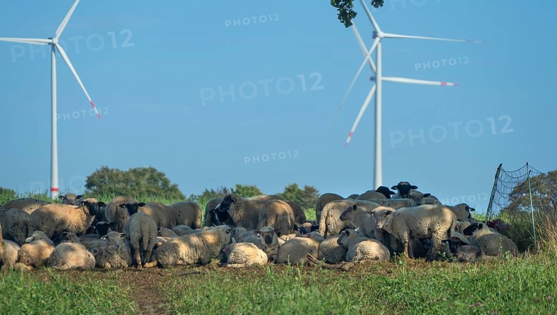 Blackhead sheep resting on pasture with wind turbines in the back, Mecklenburg-Western Pomerania, Germany