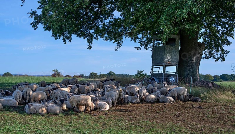 Blackhead sheep resting on pasture under an oak tree (Quercus), Mecklenburg-Western Pomerania, Germany