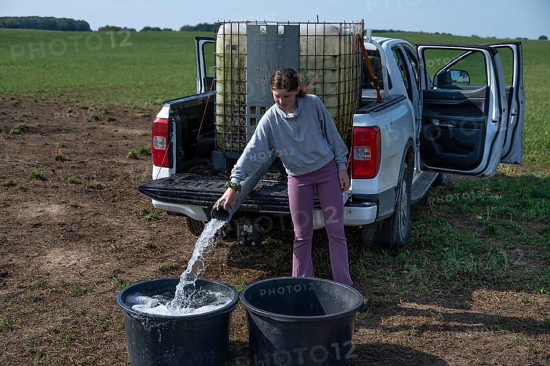 Young girl fills water tubs from a pickup truck for sheep in the pasture, Mecklenburg-Western Pomerania, Germany